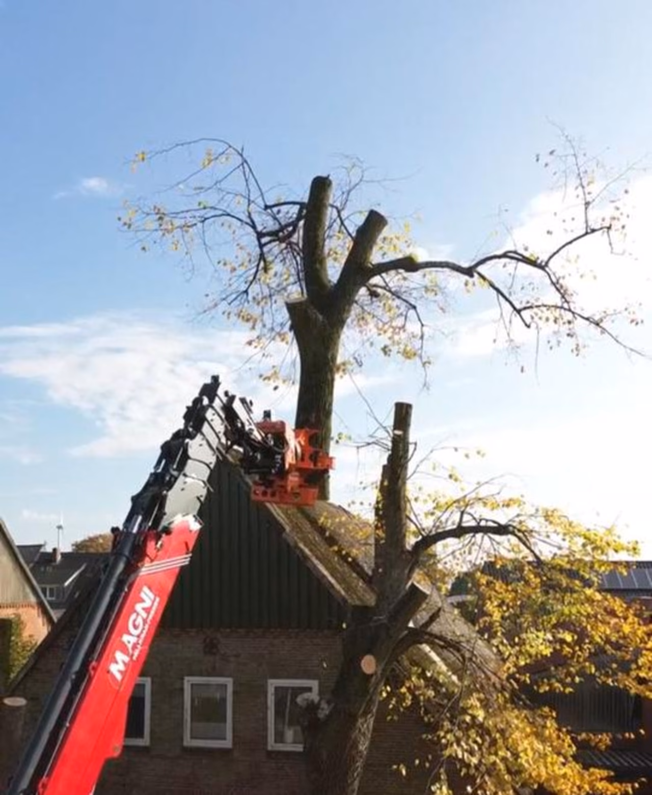 Roter Fällkran greift die Krone einer Linde direkt vor einem Backsteinhaus